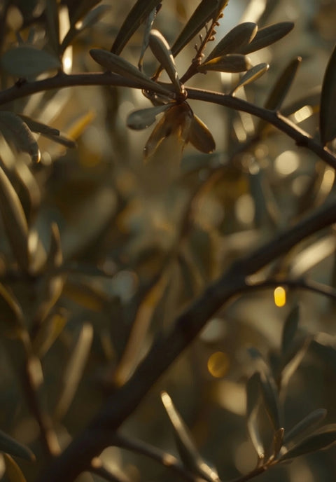 Olive Oil